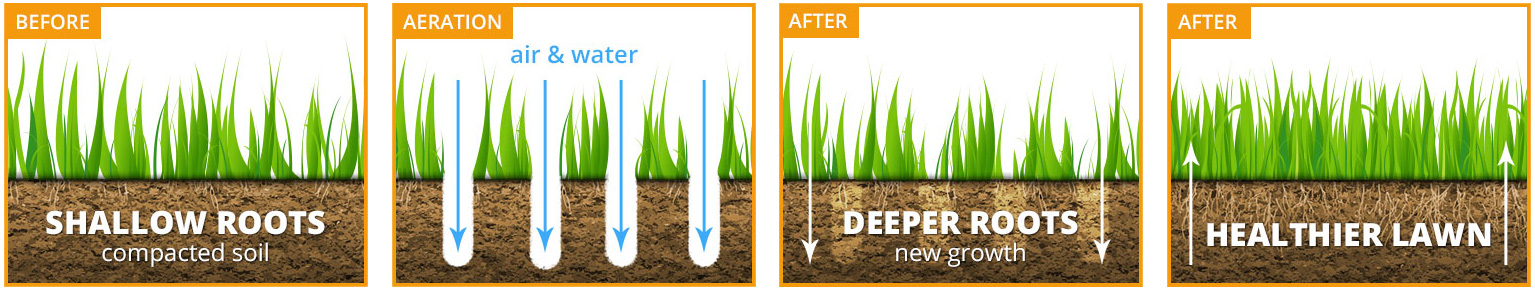 Diagram showing the before and after effects of aeration on grass roots.