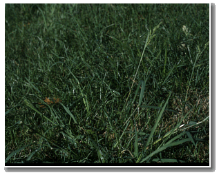 Barnyard grass on a lawn.