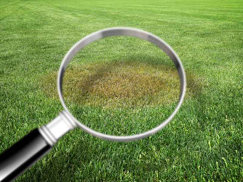A large magnifying glass over a browning patch of grass.