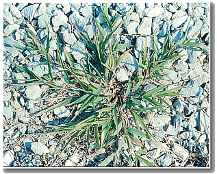 Crabgrass growing on gravel.