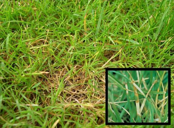 A grassy lawn with a brown dollar spot.