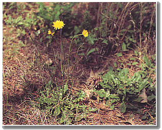 A false dandelion on the forest floor.