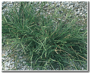 Goosegrass growing on gravel
