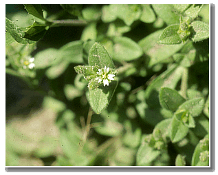 Flower on a mouseear chickweed plant.