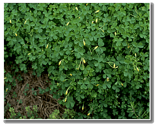 Close up of a oxalis plant.