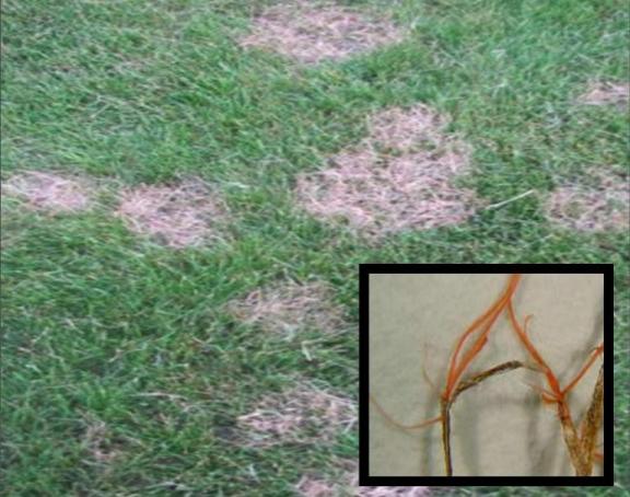 Grass covered lawn with brown patches, and a close up of red thread.
