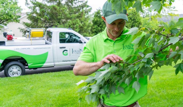A Loyalty Lawn Care worker examining tree leaves