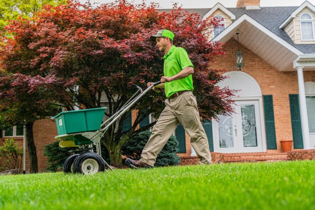 Man pushing a seedspreader machine over a grassy lawn infront of a house and tree.