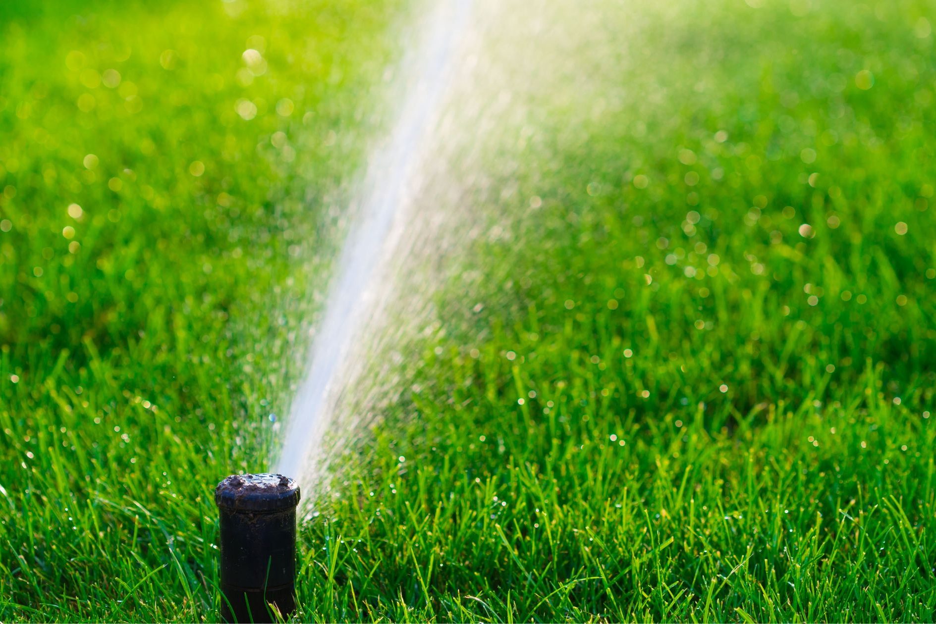 The Best Overseeding Tips for Your Missouri Lawn